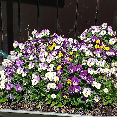 Pod Kasztanem 4* Ełk