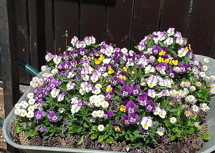 Pod Kasztanem 4* Элк